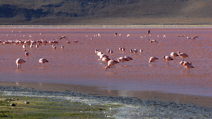 James's flamingos in the colorful lagoon, Bolivia