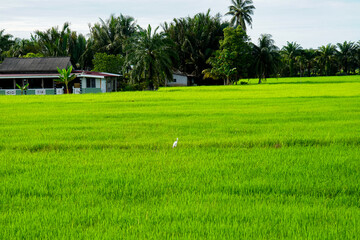 A lush green rice field, surrounded by tropical trees and rural houses under a serene sky