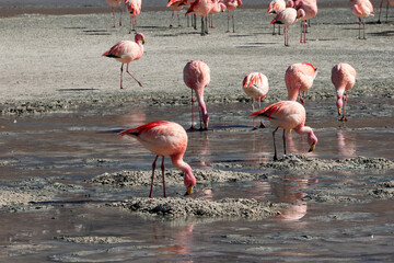 James's flamingos in the colorful lagoon, Bolivia