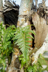 Close-up of a green fern thriving on a textured tree trunk with lichen and dried fronds, surrounded by blurred greenery in a tropical environment.