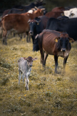 New born indian cow calf in a herd on a pasture