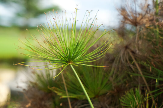 Radial green leaves of Cyperus papyrus radiate from a central stalk in a lush outdoor environment, showcasing botanical symmetry and vibrant texture.