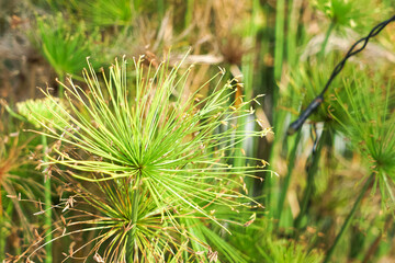 Radial green leaves of Cyperus papyrus radiate from a central stalk in a lush outdoor environment, showcasing botanical symmetry and vibrant texture.