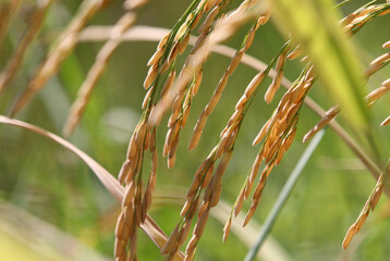 The rice grains turn brown, ready for harvest in the rice field