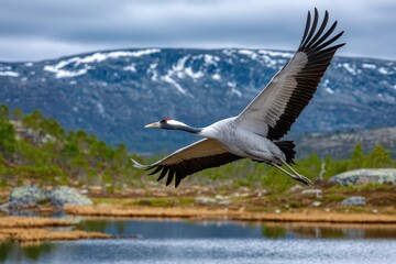 Obraz premium A majestic common crane in graceful flight above a tranquil mountain lake.
