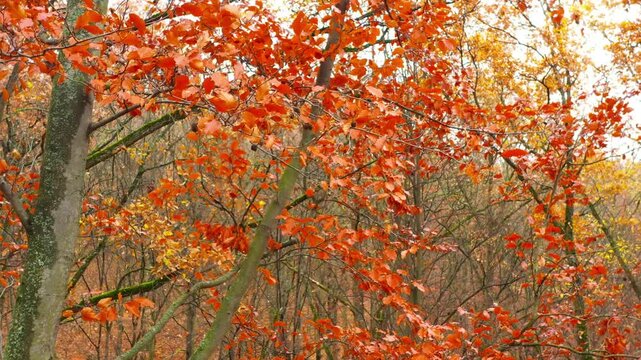 Beech forest at the end of October. Colorful harmony of nature in autumn.