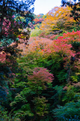 紅葉風景