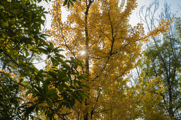 Obraz premium golden yellow ginkgo tree in the sun