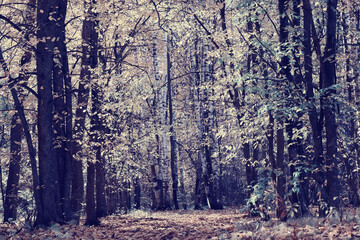 autumn park, nature landscape, trees in a seasonal background