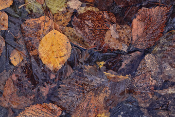 autumn fallen leaves frozen in ice, seasonal background, texture of autumn and early winter