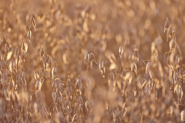 Obraz premium golden agricultural field of ripe grain, background texture of ears in the sun