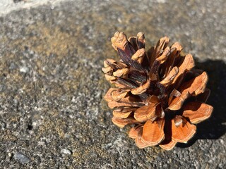 Softly lit pine cone on a textured background