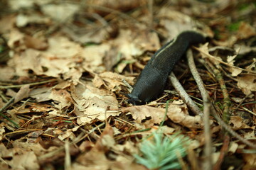Black forest slug moving across dry woodland leaves and sticks