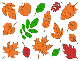 Obraz premium Autumn leaves vector set colorful fall foliage design elements graphic art