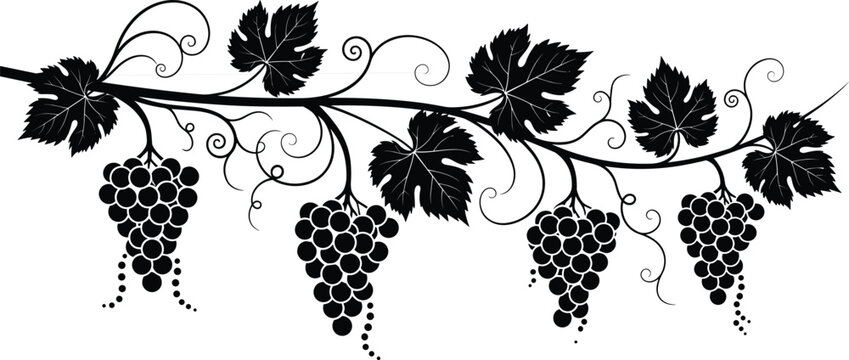 Grapevine silhouette vector, black vine art, grape clusters design, decorative leaf tendrils, elegant botanical ornament, wine theme illustration, nature element