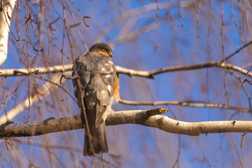 Eurasian sparrowhawk sitting on a tree branch