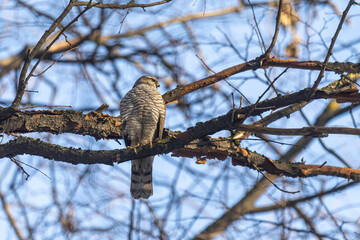 Eurasian sparrowhawk sitting on a tree branch