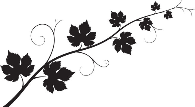 Black Silhouette of a Grapevine Branch with Leaves on White Background Keywords: grapevine
