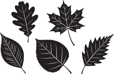 Obraz premium Collection of Five Black Silhouette Autumn Leaves on White Background fall foliage