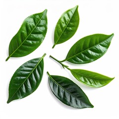 Obraz premium Fresh tea leaves arranged in a radiating pattern on a white background