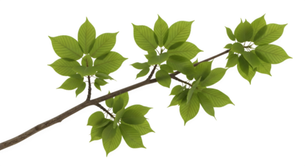 Chestnut Branch with Leaves, isolated on transparent background