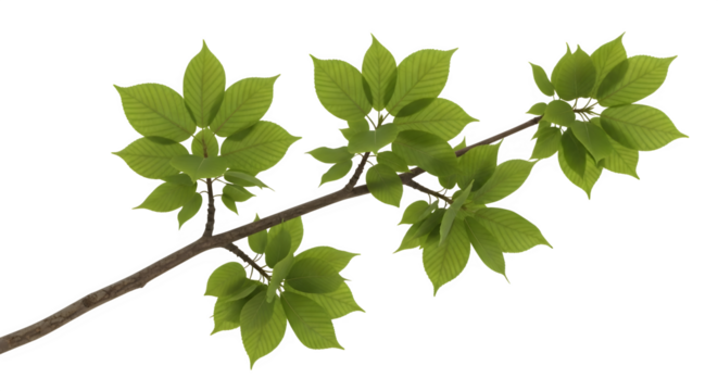 Chestnut Branch with Leaves, isolated on transparent background
