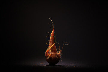 Carrot on a black background, art photo, scary Halloween card