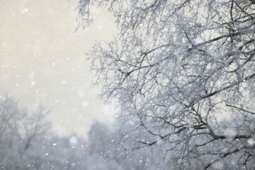 snowfall background, abstract backdrop against blurred winter trees