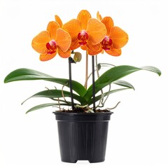 Fototapeta premium Vibrant orange orchids in a dark pot