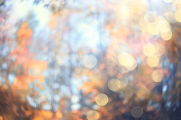 Obraz premium Sunny autumn abstract nature background, soft backdrop view