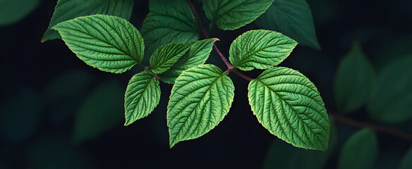 Fresh green leaves evoke calm with their lively textures and delicate veins.