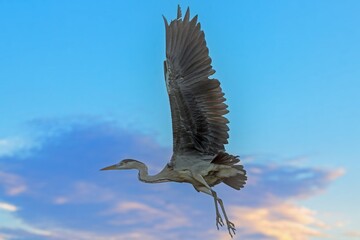 Grey heron in flight against colorful evening sky
