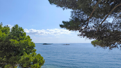 pine trees growing on the rocky coastline by the Adriatic sea in Rovinj