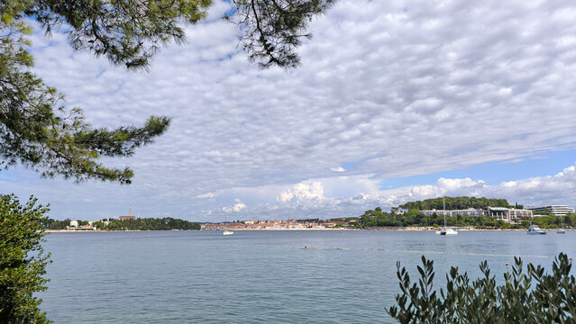 pine trees in forest park Punta Corrente with view over Rovinj old town