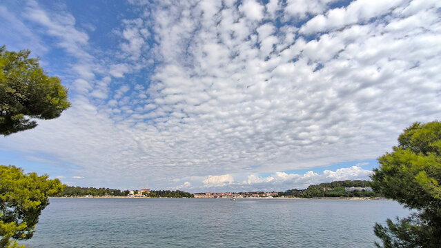 pine trees in forest park Punta Corrente with view over Rovinj old town