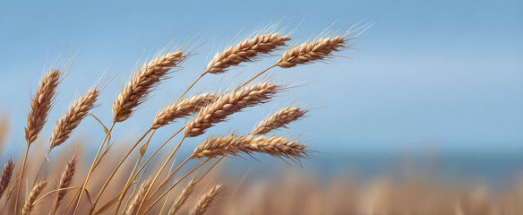 Fototapeta premium Golden wheat sways gracefully in the warm tranquil summer breeze.