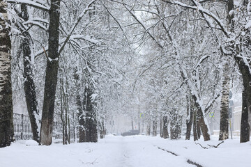 Tree branches covered in snow in a winter park, nature background, seasonal backdrop photo