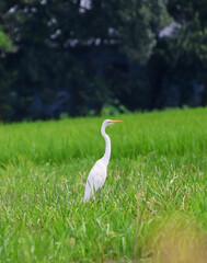Fototapeta premium great white heron