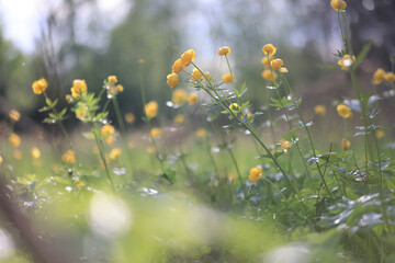 Globeflower wild flowers yellow wildflowers buttercups, spring nature background in the field