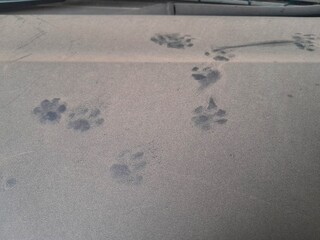 Cat footprints left on the dirty and dusty car body