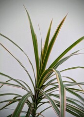 Fototapeta premium aloe vera plant