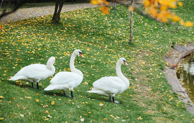Three white swans stand on a grassy bank covered with fallen autumn leaves near water.