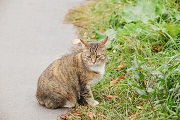 Tabby cat sitting on paved path next to green grass and fallen leaves