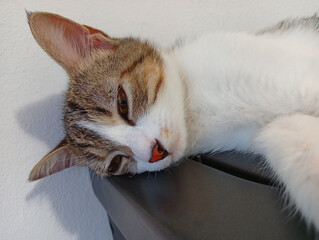 Close-up of a white and gray cat sleeping on the stove