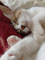 cat sleeping peacefully on a soft blanket