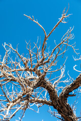 Bare branches of a dead tree against a brilliant blue sky in a stark nature scene