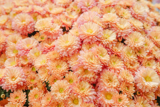 Soft peach and pink chrysanthemum flowers blooming in a dense cluster, detailed petals close up.