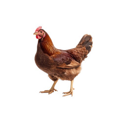 Fototapeta premium Brown hen isolated on Transparent Background