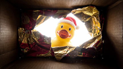 Duck Wearing Santa Hat Inside Christmas Gift Box Looking Out at You