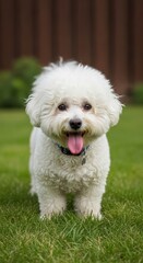 Fluffy companionship: A bichon frise enjoys a sunny day outside amid vibrant green grass